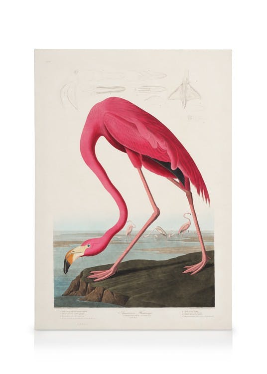 Leinwandbilder Audubon - Pink Flamingo from Birds of America Leinwandbild (50x70 cm - Eichenrahmen)
