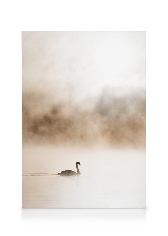 Canvas Prints Gliding Swan Canvas print (30x40 cm - Black Frame)