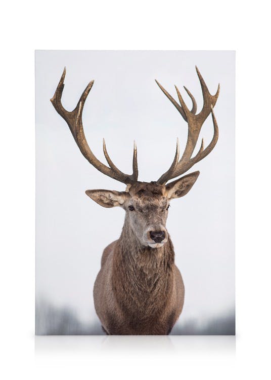 Canvas Prints Majestic Deer Canvas print (70x100 cm - Black Frame)