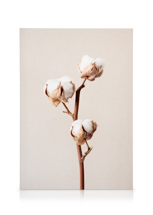 Cotton Flower No2 Stampa su Tela (30x40 cm)- Fiori