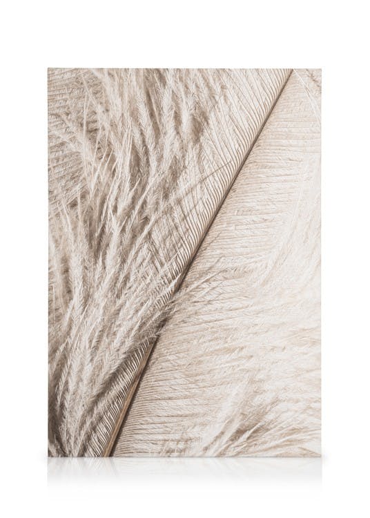 Canvas Prints Feather Close Up Canvas print (30x40 cm - Oak Frame)