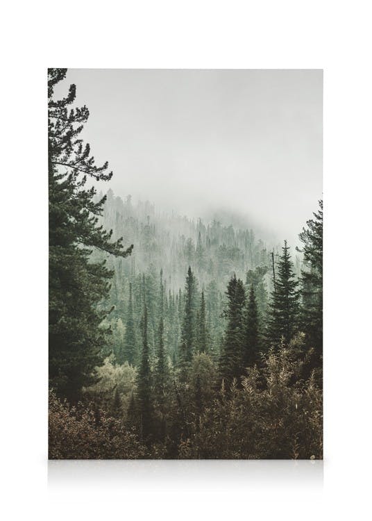 Canvas Prints Deep Green Forest Canvas print (50x70 cm - Oak Frame)