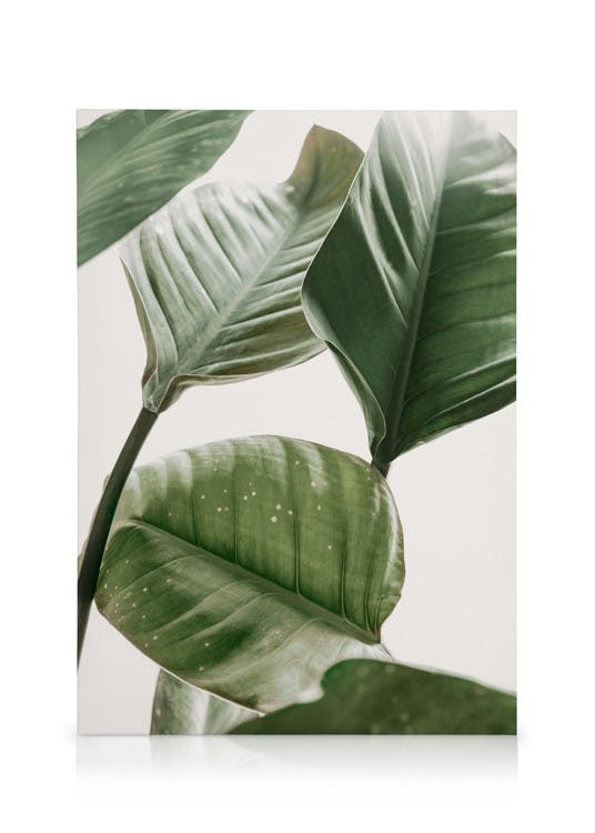 Canvas Prints Strelitzia Plant No2 Canvas print (50x70 cm)