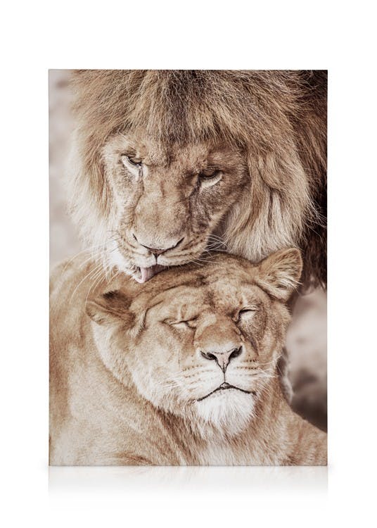 Lion Love Canvas (50x70 cm - Fotokaders zwart)