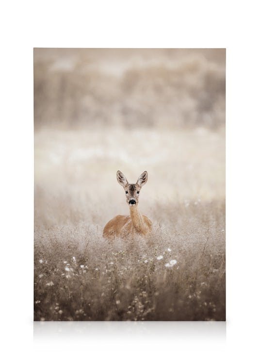 Roe Deer on a Field Toile (30x40 cm - Cadre de chêne) - Toiles