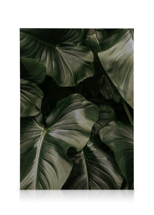 Obrazy na płótnie Deep Green Leaves Obraz na płótnie (50x70 cm - Ramka dębowa)