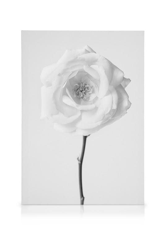 Obrazy na płótnie Still Life Rose No1 Obraz na płótnie (50x70 cm)