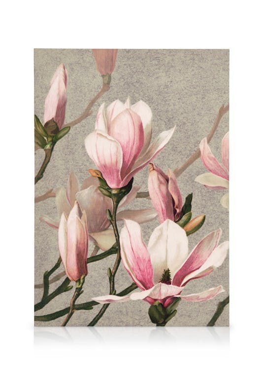 Canvas Prints L. Prang & Co. - Magnolia Canvas print (30x40 cm - Oak Frame)
