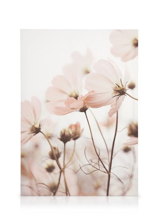 Canvas Prints Pink Cosmos Flowers Canvas print (50x70 cm - Oak Frame)