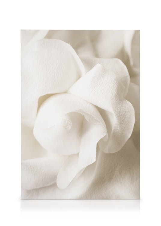 Obrazy na płótnie Rose Flower Bud Obraz na płótnie (50x70 cm - Czarna ramka)
