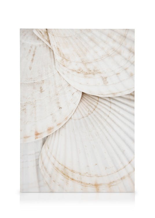 Seashells Stampa su Tela (30x40 cm - Cornice in nero)- Foto d'arte