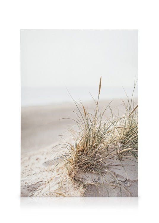 Canvas Prints Dune Grass Canvas print (50x70 cm)