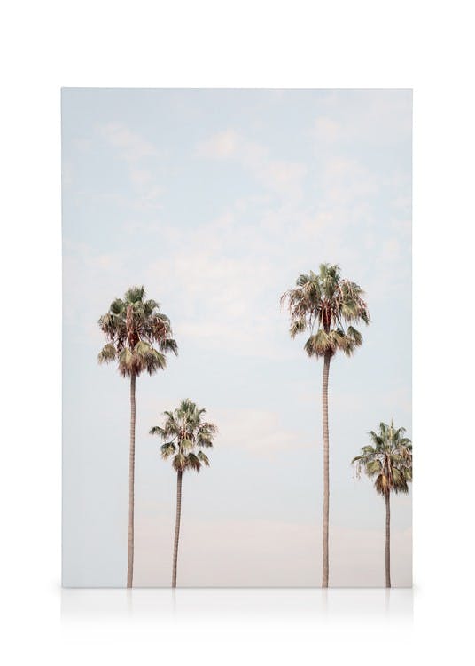 Obrazy na płótnie Palm Sky Obraz na płótnie (50x70 cm)