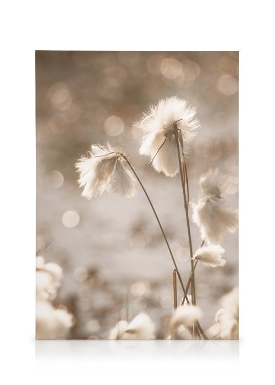 Canvas Schilderijen Cotton Grass Canvas (50x70 cm - Fotolijst Zwart)
