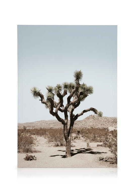 Canvas Prints Joshua Tree Palm Canvas print (30x40 cm - Black Frame)