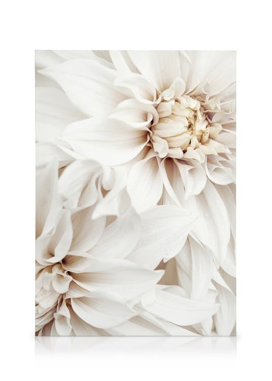 White Dahlias Stampa su Tela (50x70 cm)-Stampe su tela