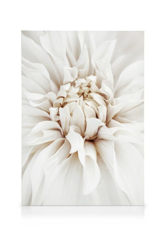 Canvas Prints Dreamy White Dahlia Canvas print (50x70 cm - Black Frame)