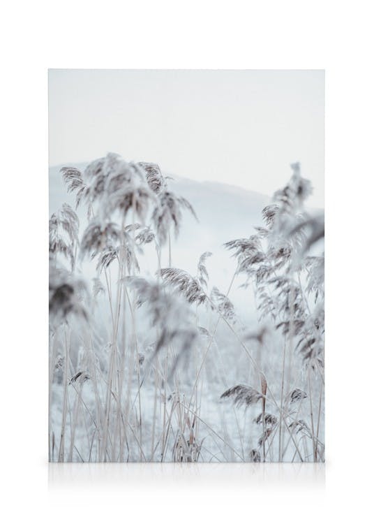 Canvas Schilderijen Frosty Reeds Canvas (50x70 cm - Fotolijst Zwart)