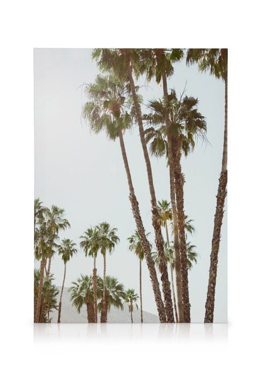 Golden Hour Palms Obraz na plátne (50x70 cm)