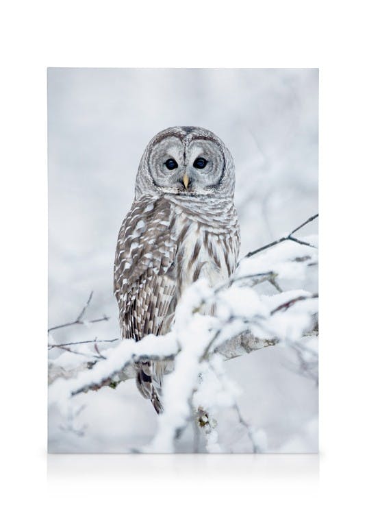 Barred Owl Tableau sur toile (30x40 cm) - Animaux sauvages