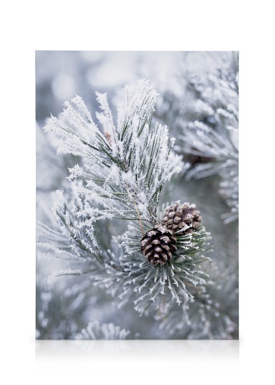 Frosty Pine Cones Toile (50x70 cm - Cadre de chêne) - Plantes vertes