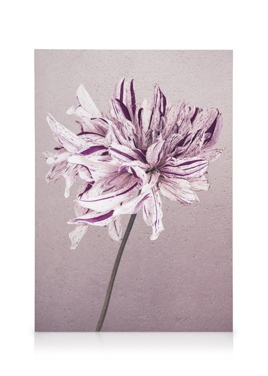 Canvas Prints Purple Dahlia No1 Canvas print (30x40 cm - Oak Frame)