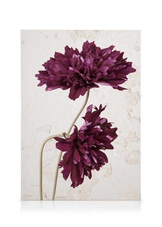 Canvas Prints Purple Cosmos Flower Canvas print (30x40 cm - Oak Frame)