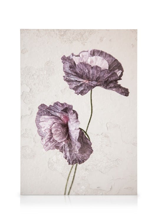 Obrazy na płótnie Purple Poppy Flower Obraz na płótnie (50x70 cm)