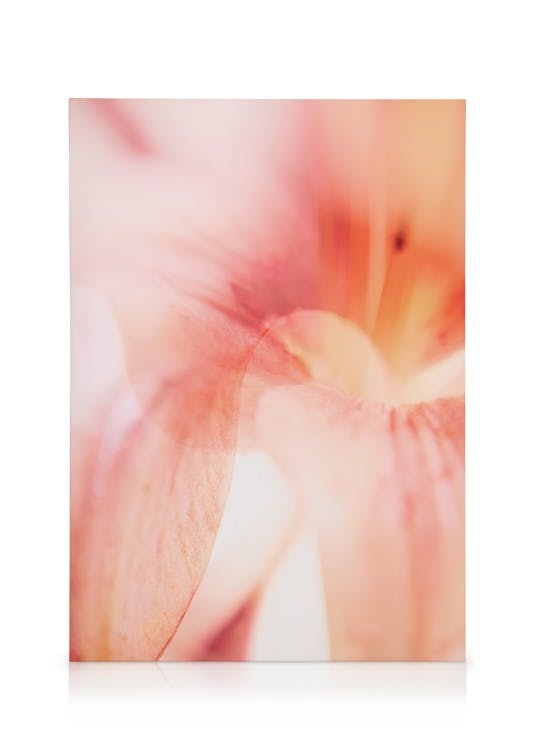 Coral Lily No1 Obraz na plátne (50x70 cm - Dubový rám)