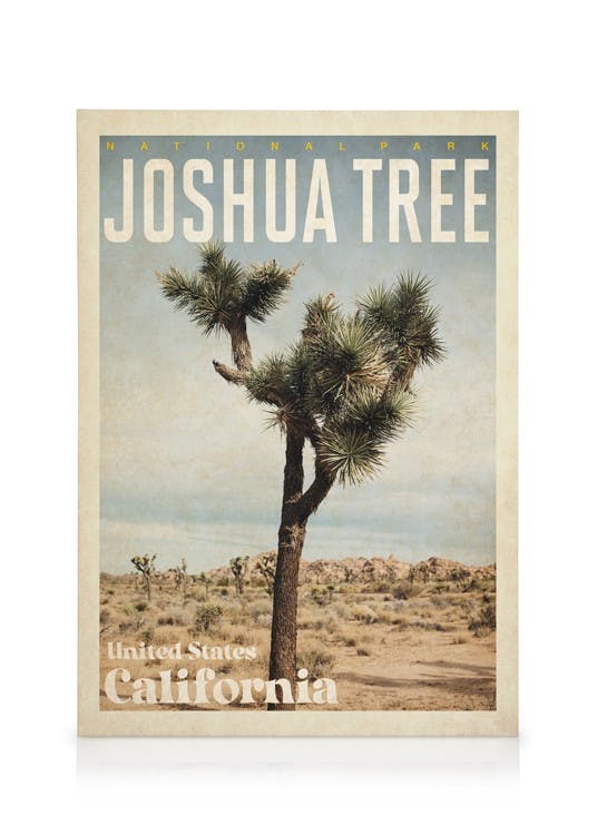 Joshua Tree Obraz na plátne (50x70 cm - Dubový rám)