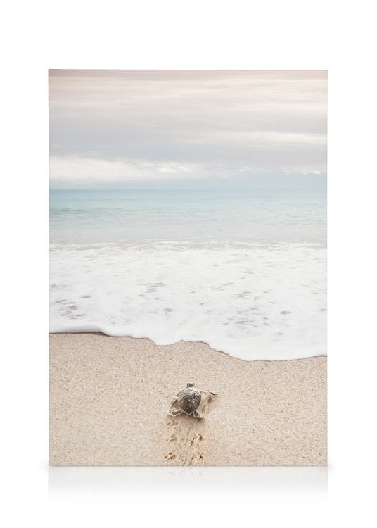 Canvas Prints Turtle on the Beach Canvas print (50x70 cm - Oak Frame)
