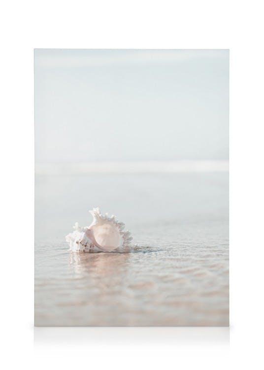 Seashell on the Beach Stampa su Tela (30x40 cm - Cornice in rovere)- Foto d'arte