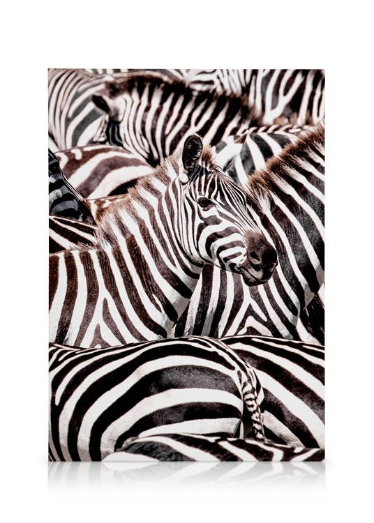 Canvas Prints Crossing Zebras Canvas print (30x40 cm - Oak Frame)