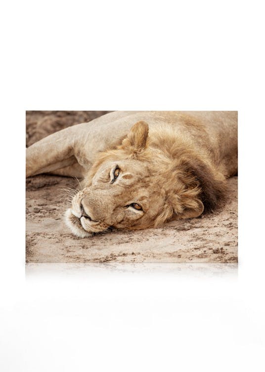 Obrazy na płótnie King of the Savannah Obraz na płótnie (30x40 cm)