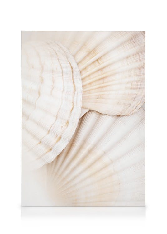 Canvas Prints Close Up Shells Canvas print (30x40 cm - Oak Frame)