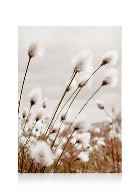 Canvas Schilderijen Moody Cottongrass Canvas (50x70 cm)