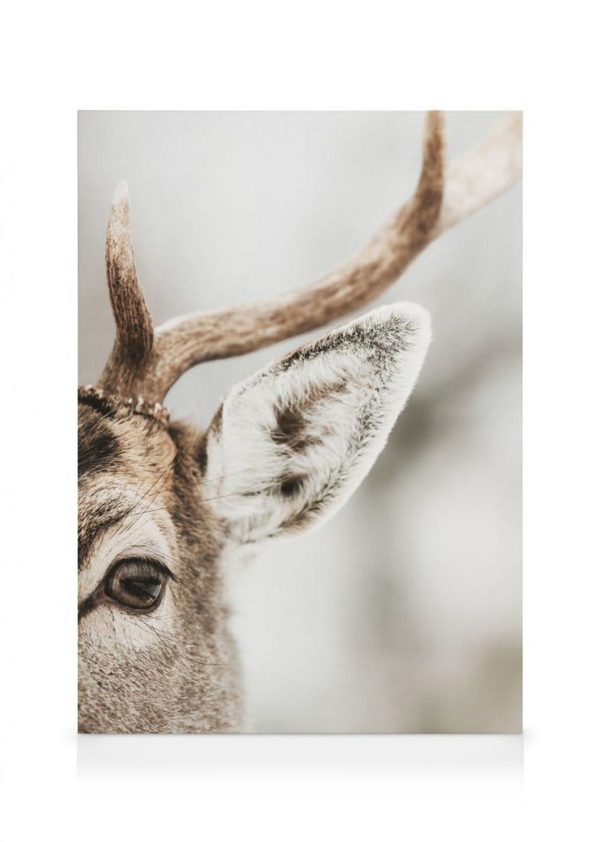 Canvas Schilderijen Reindeer Close Up Canvas (50x70 cm - Fotolijst Zwart)