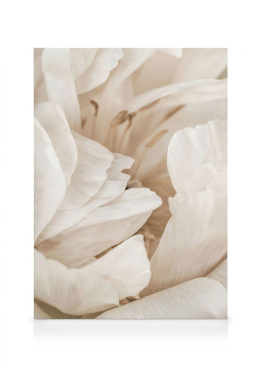Canvas Prints Soft Petals Canvas print (50x70 cm - Oak Frame)