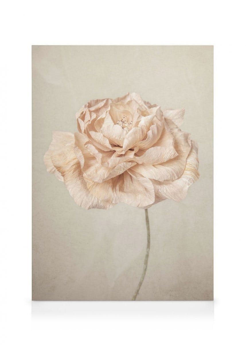 Canvas Prints Soft Blossom Canvas print (30x40 cm - Black Frame)