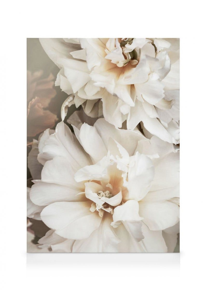Canvas Prints White Petals Canvas (50x70 cm)