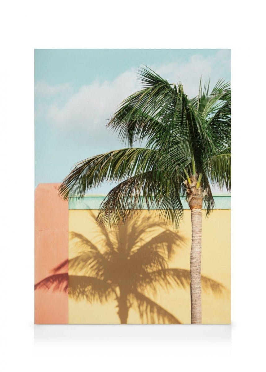 Canvas Prints Sun-drenched Palm Canvas (50x70 cm)