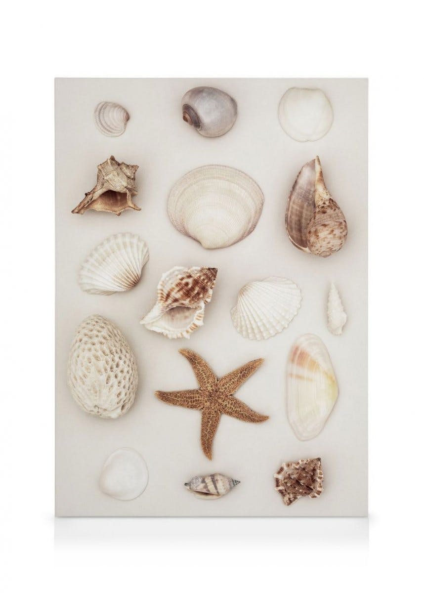Obrazy na płótnie Seashells and Starfish Obraz na płótnie (30x40 cm - Czarna ramka)