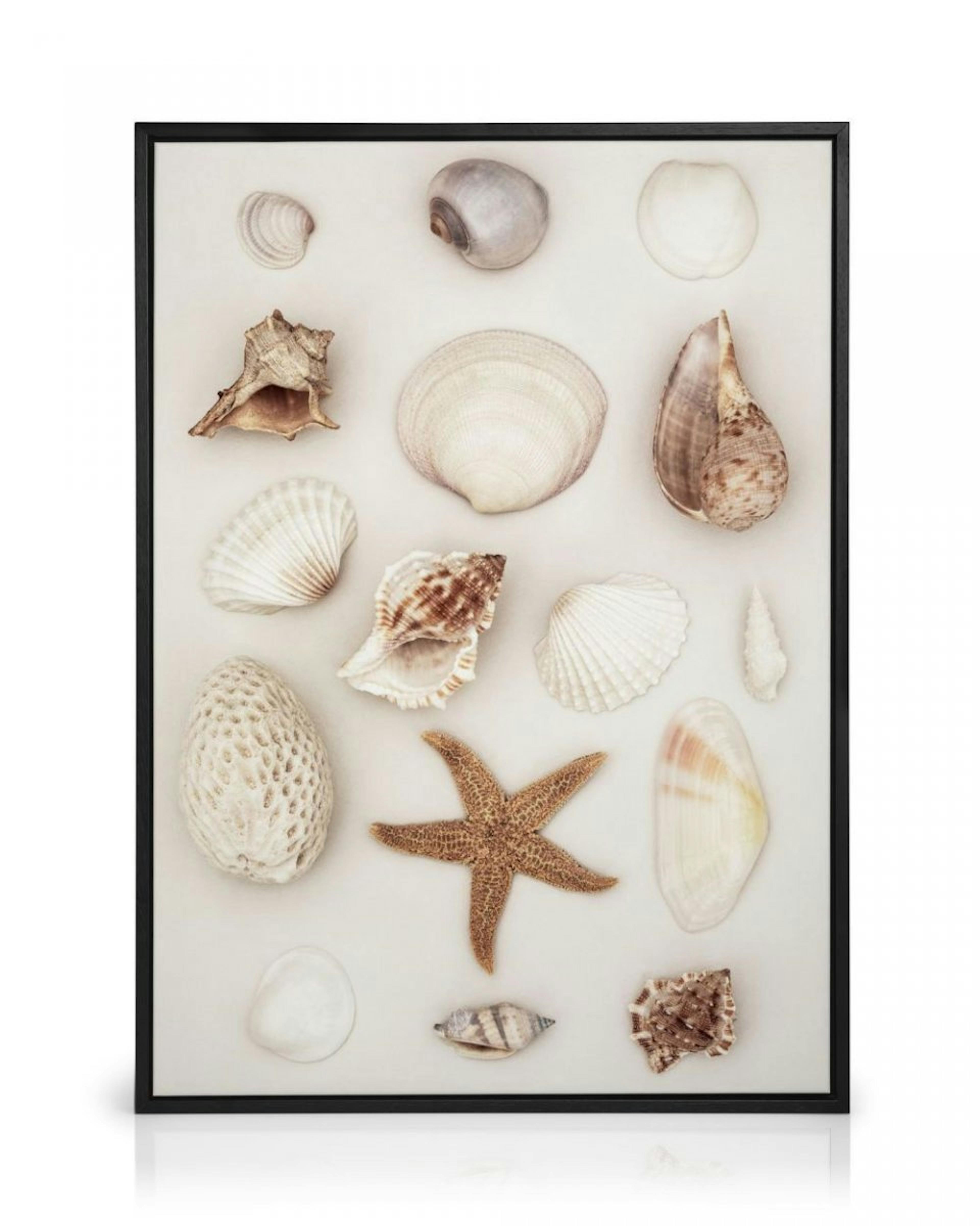 Seashells and Starfish Leinwandbild