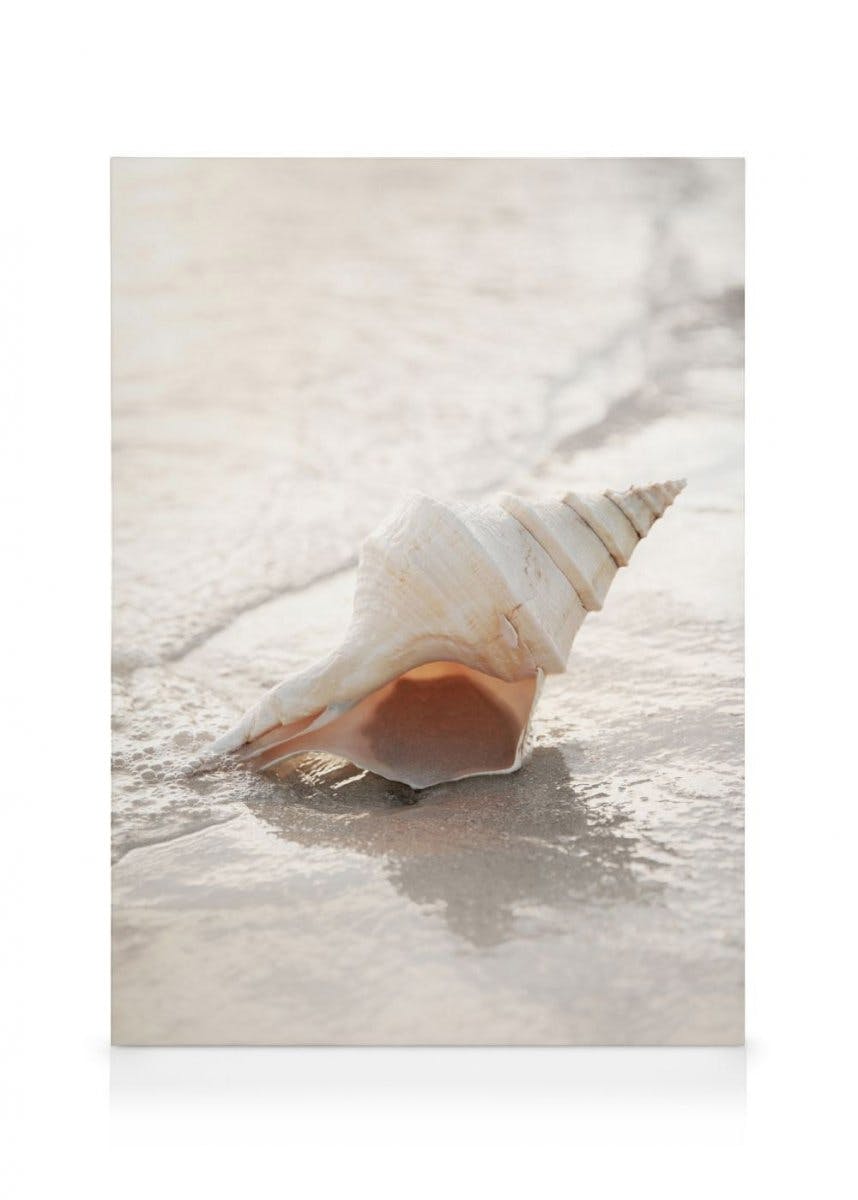 Canvas Prints Shell on Beach Canvas (30x40 cm)