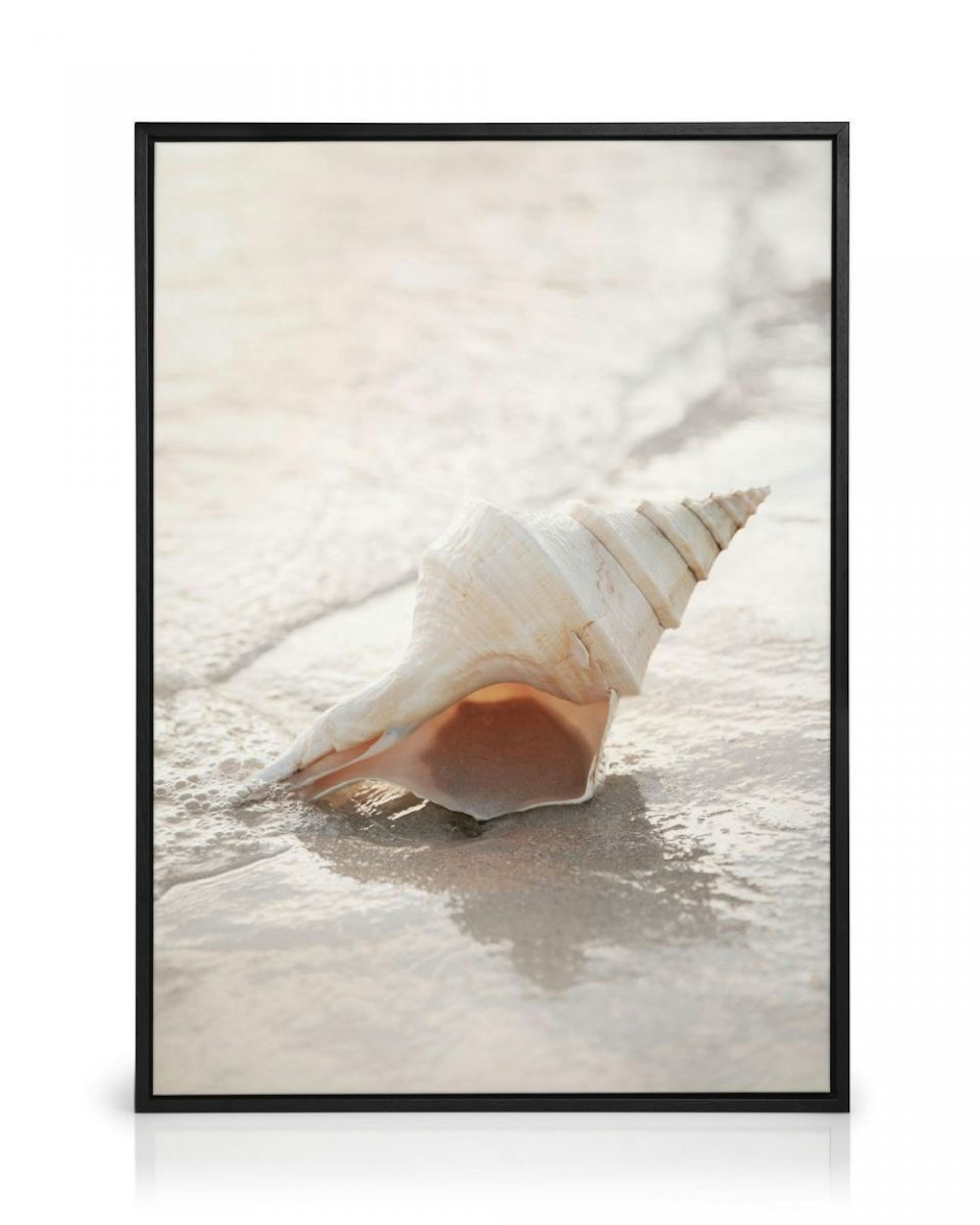 Shell on Beach Canvas