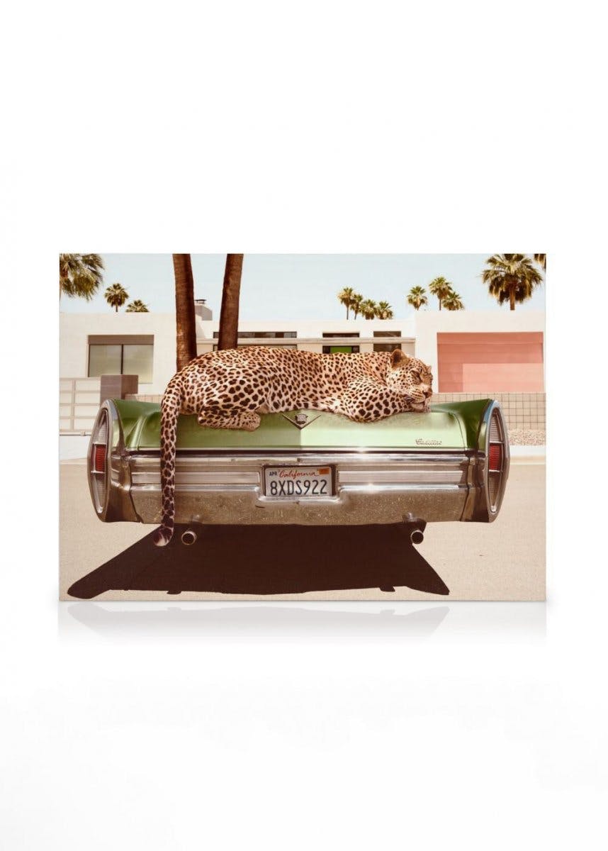 Canvas Schilderijen Chilling Leopard Canvas (50x70 cm - Fotolijst Zwart)