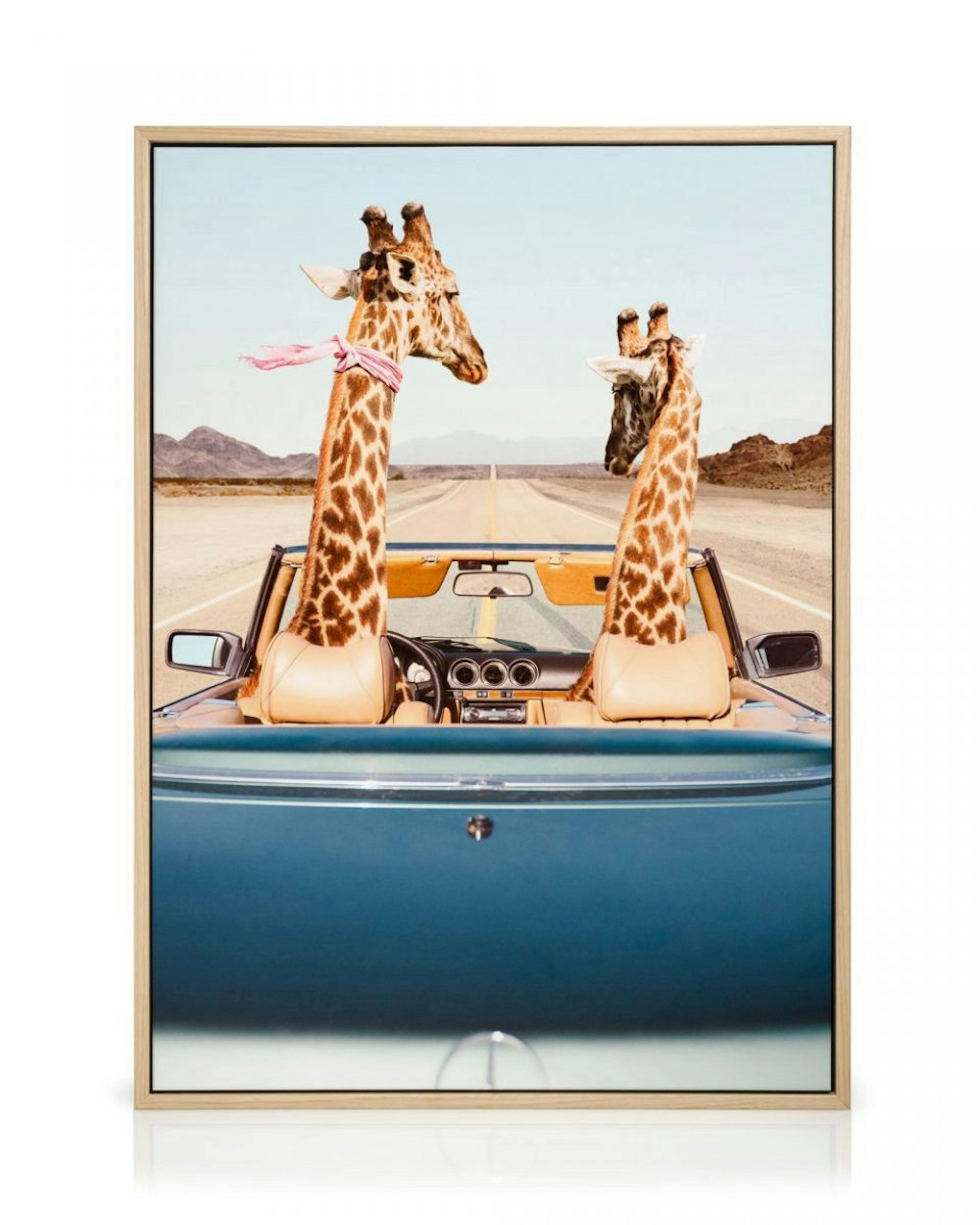 Giraffe Drive Stampa su Tela