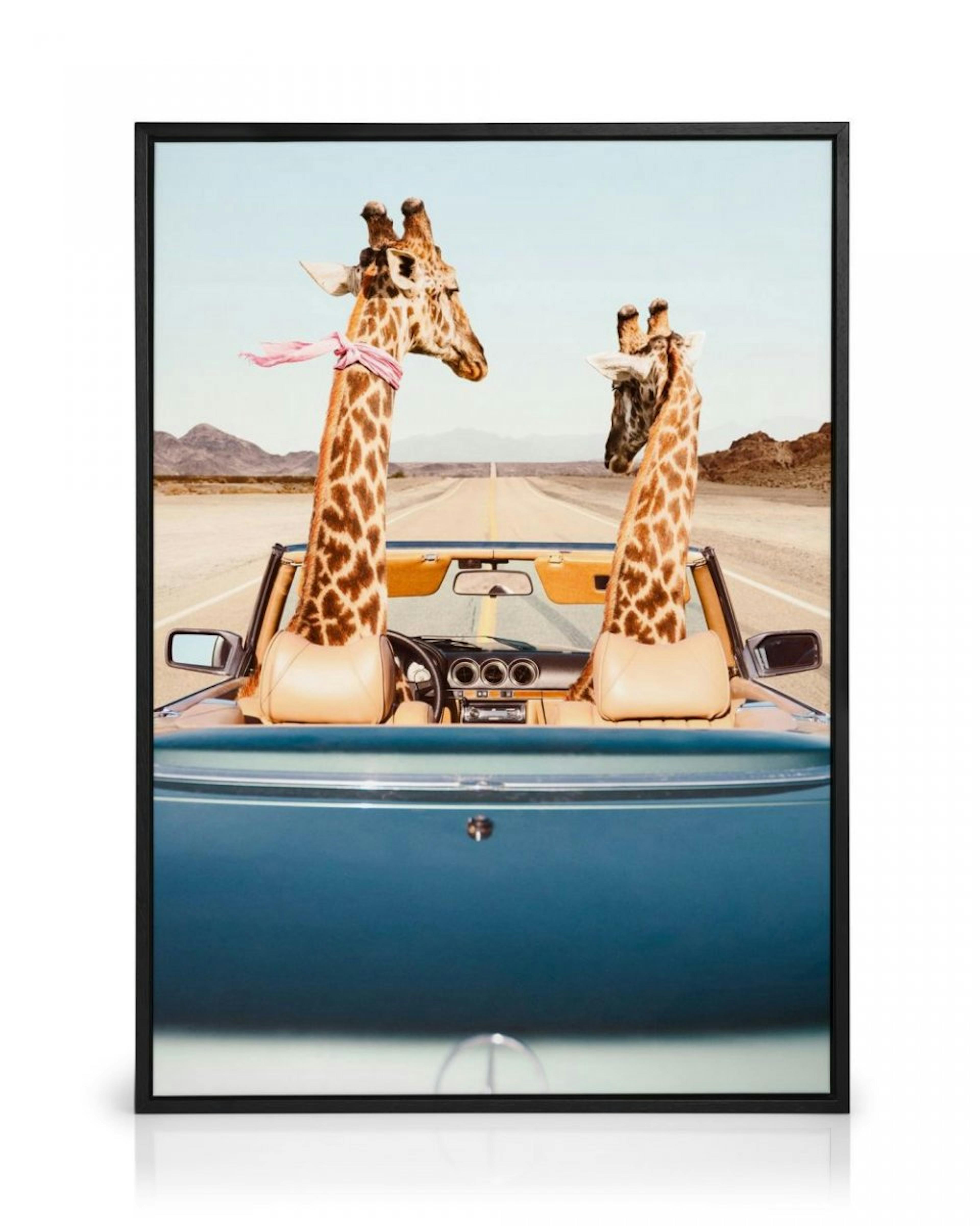 Giraffe Drive Lienzo