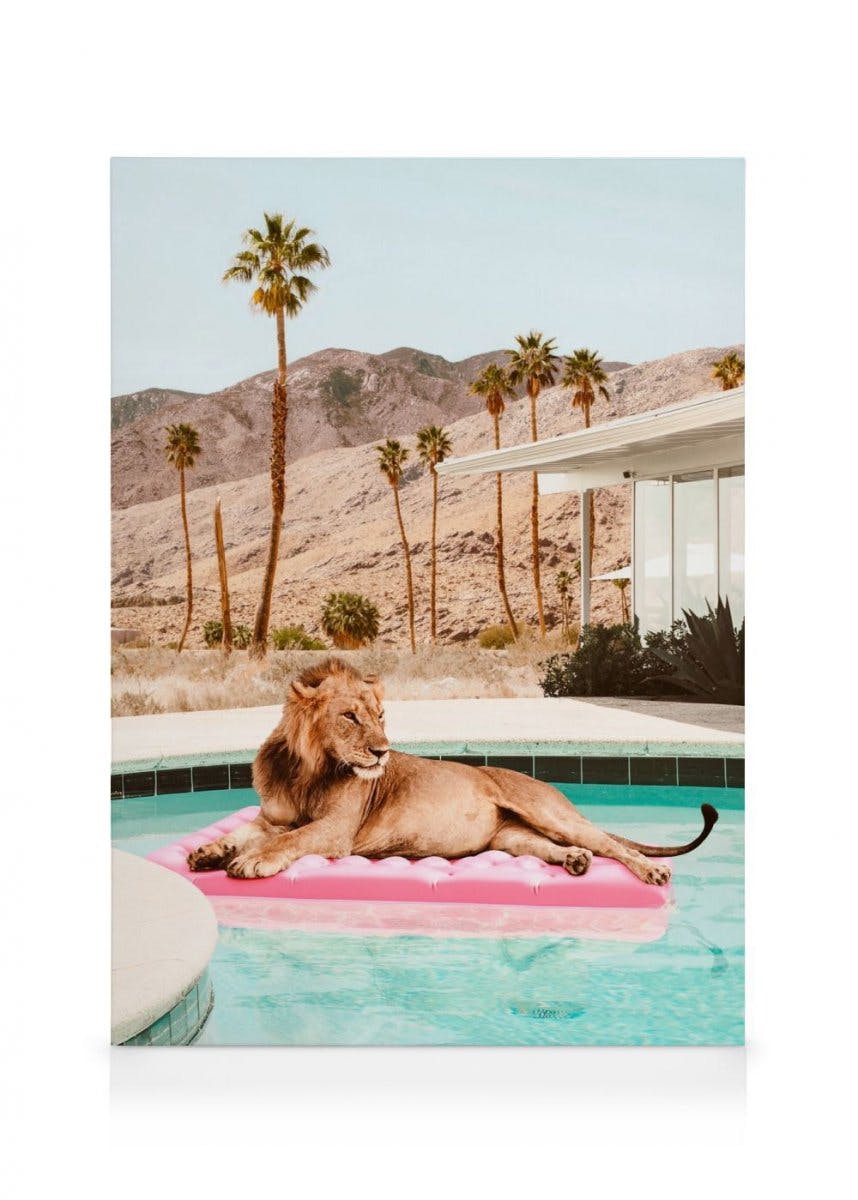 Obrazy na płótnie Sunbathing Lion Obraz na płótnie (50x70 cm)