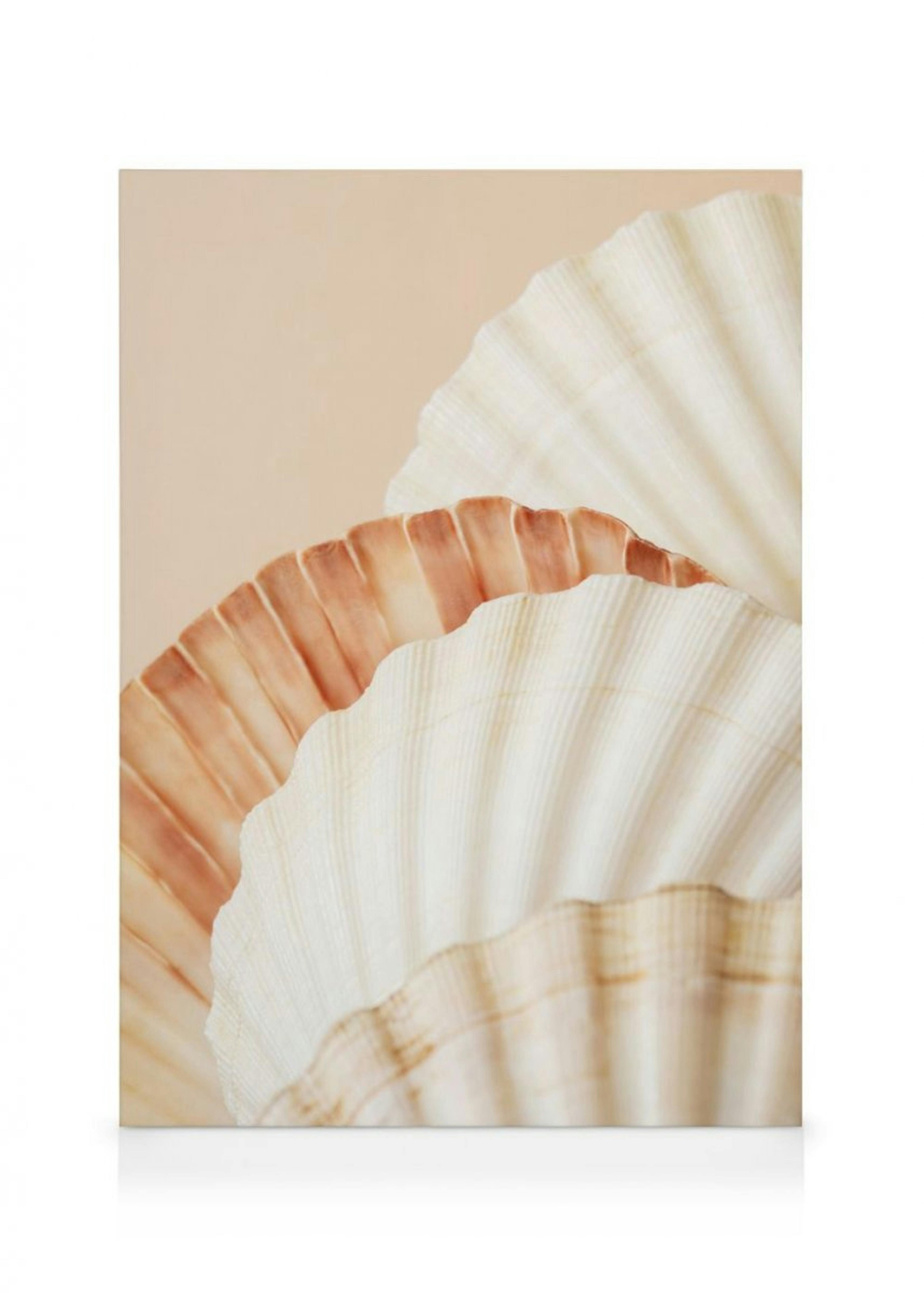Shell Collection Lienzo